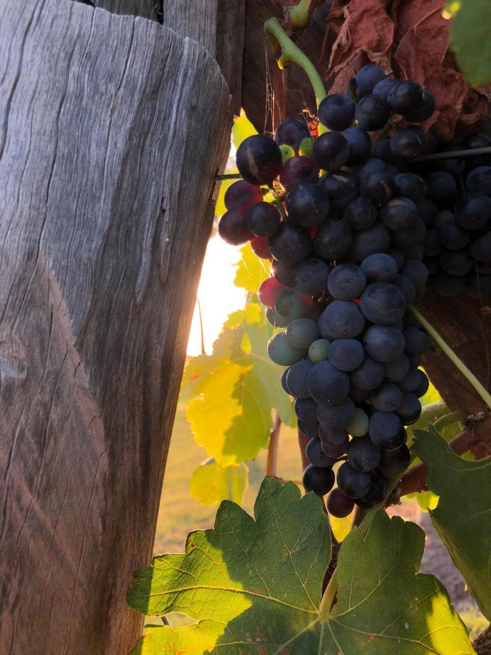 Emma'S Cottage Vineyard 러브데일 외부 사진